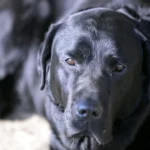 Hunde schonend an das Alleinbleiben gewöhnen