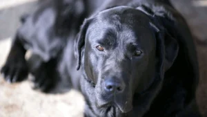 Hunde schonend an das Alleinbleiben gewöhnen