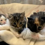 Katzenbabyschwemme ebbt nicht ab – Kastrationspflicht nur am Papier?