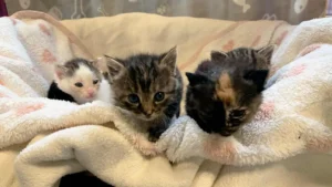 Katzenbabyschwemme ebbt nicht ab – Kastrationspflicht nur am Papier?