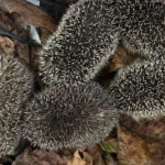 Hochwasser machte unzählige Igel zu Waisen