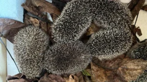 Hochwasser machte unzählige Igel zu Waisen