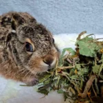 Welttierschutztag 2024: „Man fühlt sich oft wie im Mittelalter“