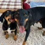 Welthundetag: Rosis Familie wartet auf liebevolle Hundefans – Eklatanter Platzmangel in Tierheimen