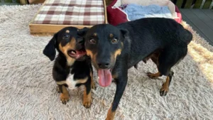 Welthundetag: Rosis Familie wartet auf liebevolle Hundefans – Eklatanter Platzmangel in Tierheimen