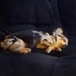 OÖ: Schäfermischling tötete kleine Hündin und biss Kind