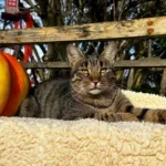 Halloween: Gruseln ja, aber mit Rücksicht auf Tiere