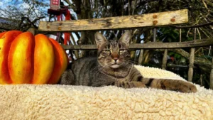 Halloween: Gruseln ja, aber mit Rücksicht auf Tiere