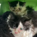 Tierquälerei: Drei schwer kranke Katzenbabys vor Gemeindeamt ausgesetzt