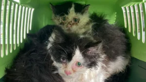 Tierquälerei: Drei schwer kranke Katzenbabys vor Gemeindeamt ausgesetzt