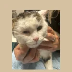 Schwer misshandelter Kater auf B147 ausgesetzt gefunden – wer kennt ihn?