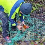 Gleich vier Tiere in zweiter Adventwoche ausgesetzt