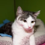 Zwei junge Kätzchen in Lochen am See gefunden