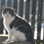 Samtpfoten im Winter