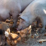 Lebensmittel spenden statt vernichten