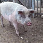 Raketen und Knallkörper bedeuten Stress für Tiere