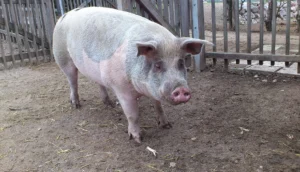 Raketen und Knallkörper bedeuten Stress für Tiere