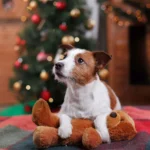 Weihnachten und Jahreswechsel 2015