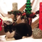 Nikologeschenke für Bello und Co.