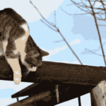 Streunerkatze Winterquartier