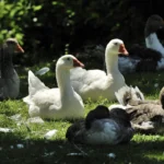 Glückliche Gänse in der PFOTENHILFE