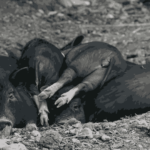 Resumee / Jahresrückblick