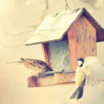 Die ganzjährige Fütterung von Vögeln