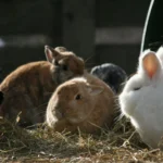 Kaninchen und Meerschweinchen