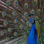 Tier des Monats Februar 2016