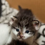 Streunerkatzen-Kampagne