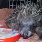 Igeln über den Winter helfen