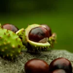 Kastanien – gut für Mensch und Wildtier