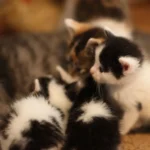 Tipps für Halter von Stubentigern