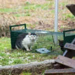 Katzenwaisenkind bei Minusgraden gefunden