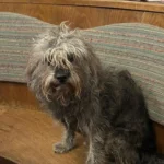 NÖ/OÖ: Tierdrama kurz vor Weihnachten