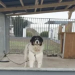 Angekettet auf eisigem Beton – sogar am Heiligen Abend!