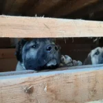 Tierquälereiprozess zwei Jahre nach Razzia bei Züchterin