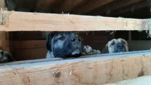Tierquälereiprozess zwei Jahre nach Razzia bei Züchterin