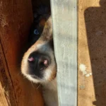 Züchterin wegen Tierquälerei verurteilt