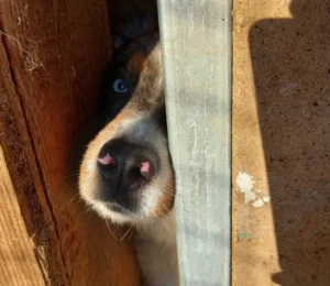 Züchterin wegen Tierquälerei verurteilt