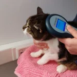 Nur 4 von 100 entlaufenen Katzen finden zurück: Chippflicht gefordert