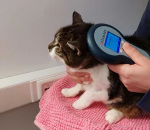 Nur 4 von 100 entlaufenen Katzen finden zurück: Chippflicht gefordert