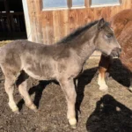 Pferdezucht Sarleinsbach: Behördenauflagen nicht eingehalten – wo bleiben Kontrollen?