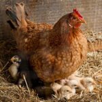 Pfotenhilfe warnt vor Tierexperimenten in Kindergärten