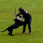 Tierquälerei in letzter Minute verboten