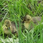 Stadt Salzburg: Gänse-Tötungsbescheid erzürnt nicht nur Tierschützer