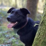 Die Zecken kommen: Vorbeugung wichtig