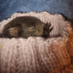 Eichhörnchen-Baby findet Zuflucht am Tierschutzhof Pfotenhilfe