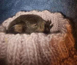 Eichhörnchen-Baby findet Zuflucht am Tierschutzhof Pfotenhilfe