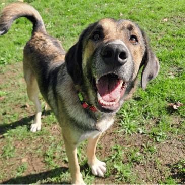 Adoption Gallery Image